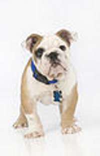 Louisiana Tech Mascot TechXX
