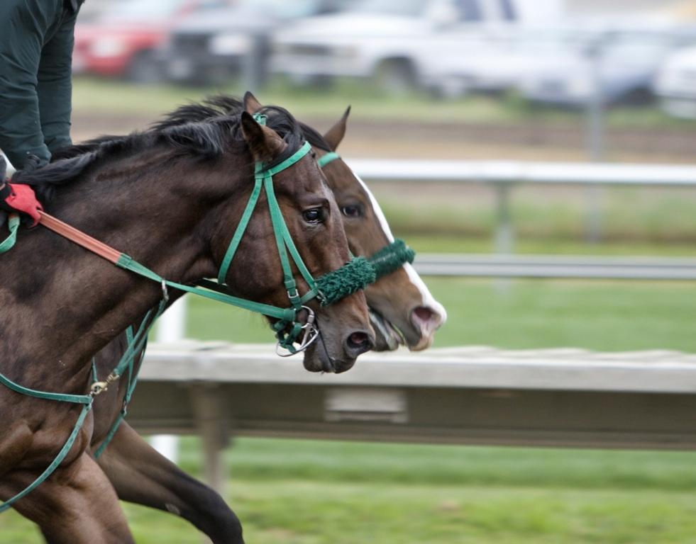 horse race 1